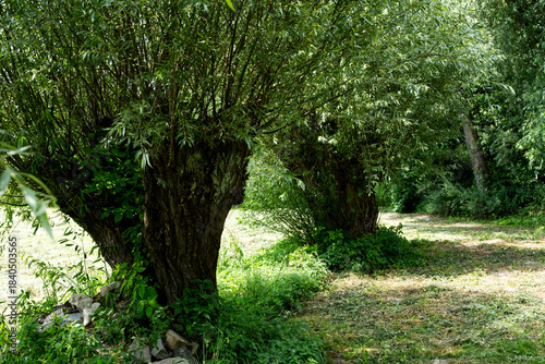 Przydrożne Wierzby głowiaste (Salix L.) w pełnej wiosennej krasie sa charakterystycznym elementem wiejskiego krajobrazu.
Wierzba głowiasta to nie odrębny gatunek drzewa, tylko jej forma, kształt nada