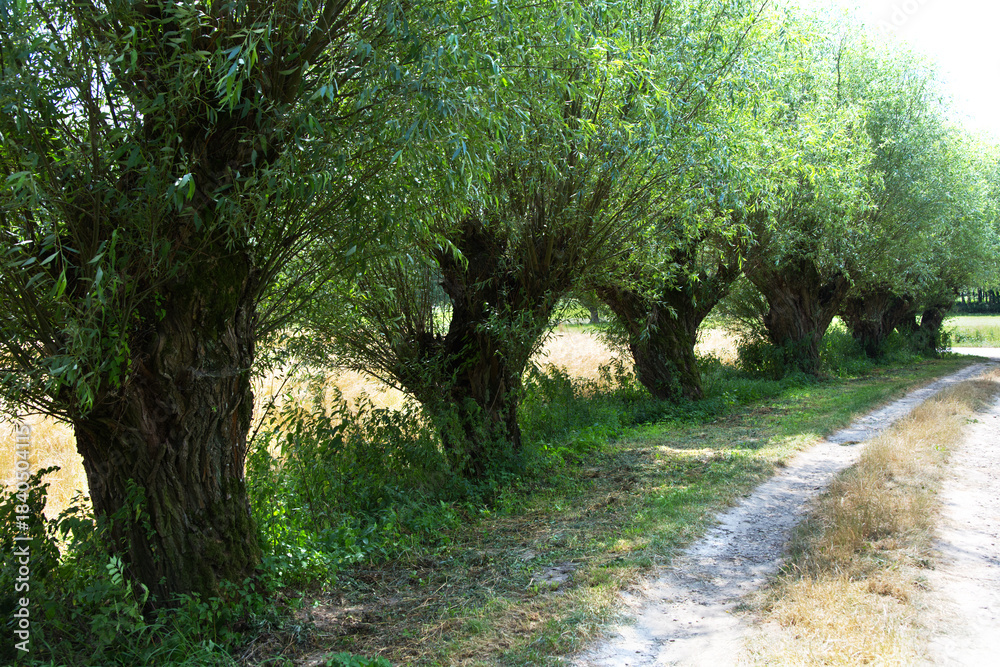 Fototapeta premium Przydrożne Wierzby głowiaste (Salix L.) w pełnej wiosennej krasie sa charakterystycznym elementem wiejskiego krajobrazu. Wierzba głowiasta to nie odrębny gatunek drzewa, tylko jej forma, kształt nada