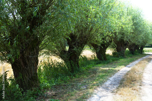 Przydrożne Wierzby głowiaste (Salix L.) w pełnej wiosennej krasie sa charakterystycznym elementem wiejskiego krajobrazu.
Wierzba głowiasta to nie odrębny gatunek drzewa, tylko jej forma, kształt nada