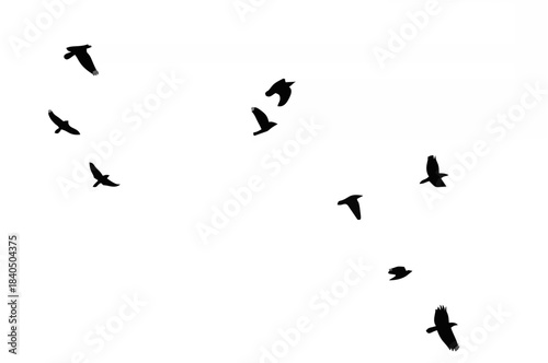 Flock of crows.eps