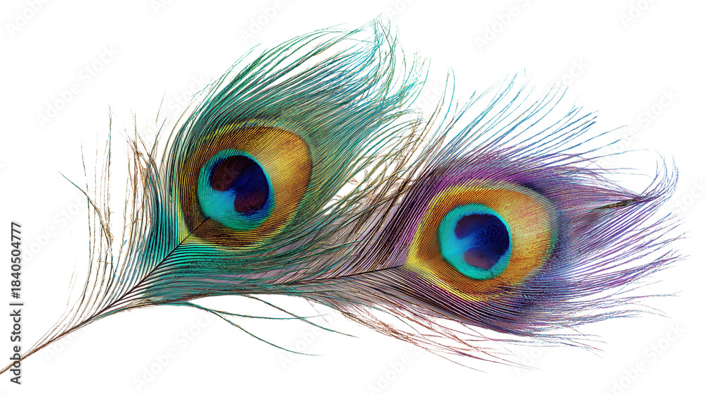 Obraz premium Bright and vivid peacock feather lying flat on a white surface on transparent png background. Ai generated