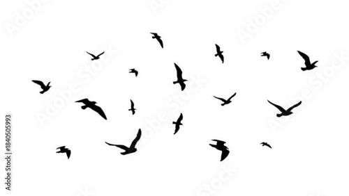 Flying flock of birds. Flight...