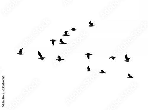 Seagull in flight on a white ...