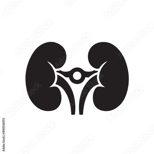 Kidney Anatomy Illustration