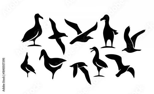 Set collection seagull bird s...