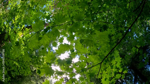 Deciduous Maple Forest Sunburst 4K UHD.Sun shining into a Pacific Northwest deciduous forest. 4K, UHD.
