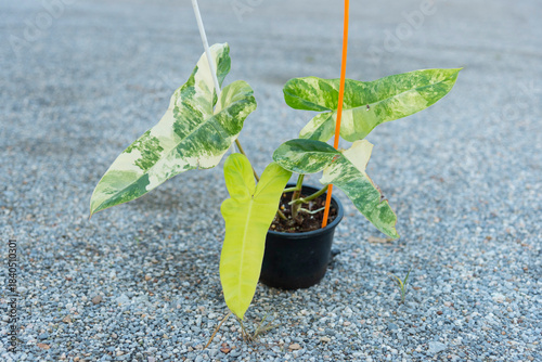 Closeup to New hybrid plant Philodendron billietiae x florida beautyin the pot  