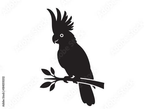 Cockatoo bird icon in silhouette white backgroun.