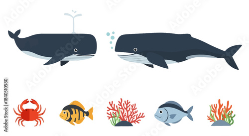 Marine Life Illustration - Whales, Crab, Fish, and Coral.