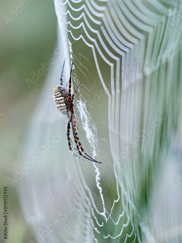 Spider in the rain. Argiope trifasciata