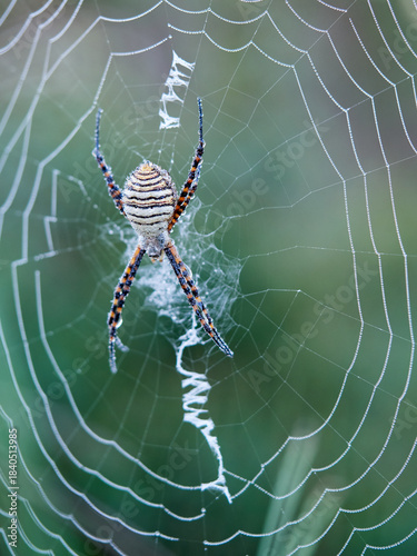 Spider in the rain. Argiope trifasciata