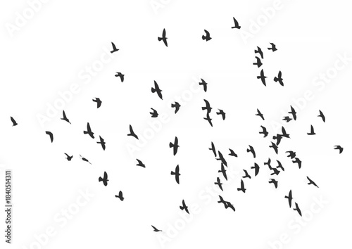 Silhouette of a flock of flyi...