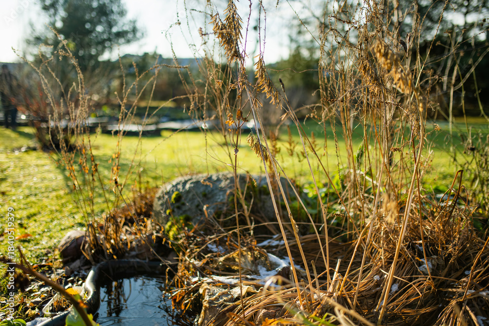 Naklejka premium Dry flower stalks with dark seed heads catch the low winter sun in a glowing backlight. Quiet remnants of past bloom holding form in the golden stillness of the off-season.