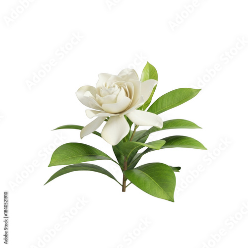 Delicate white gardenia flower bloom with vibrant green leaves isolated on black