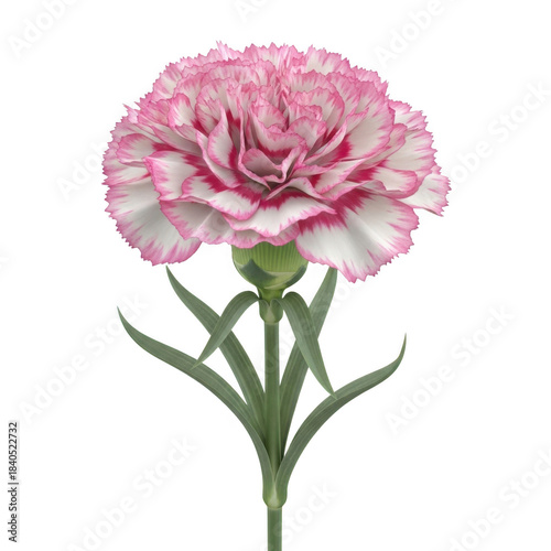 Single pink carnation flower with green stem isolated studio shot natural beauty blooms