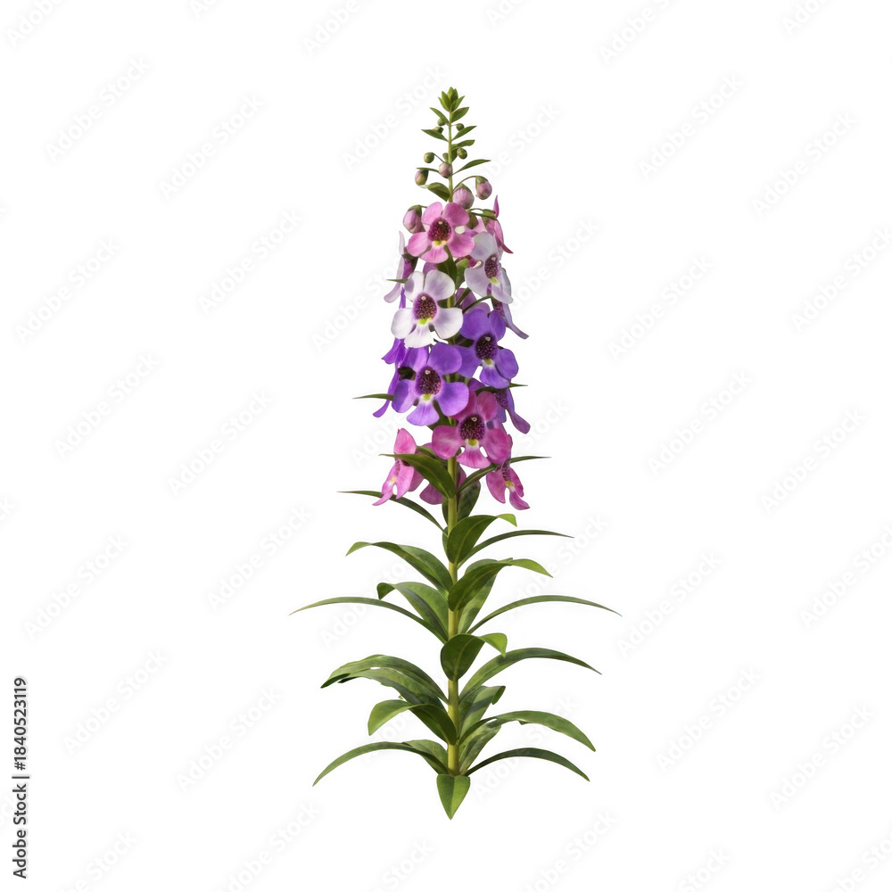 Fototapeta premium Tall foxglove plant with pink purple white flowers isolated