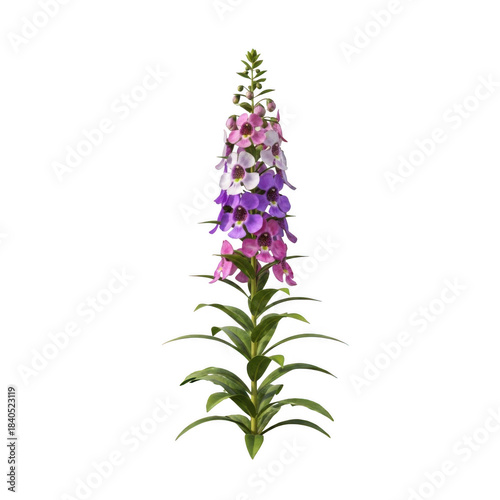 Tall foxglove plant with pink purple white flowers isolated