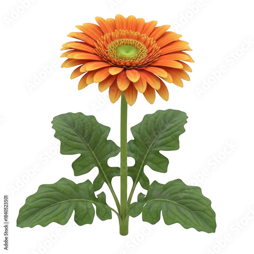 Vibrant orange gerbera daisy flower with green center and large leaves isolated
