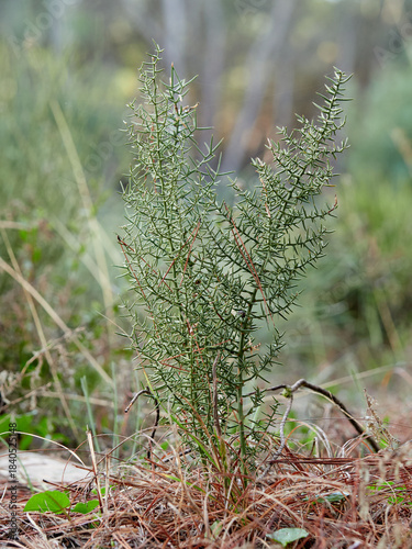 Asparagus horridus, or Thorny Asparagus, is a Mediterranean shrub