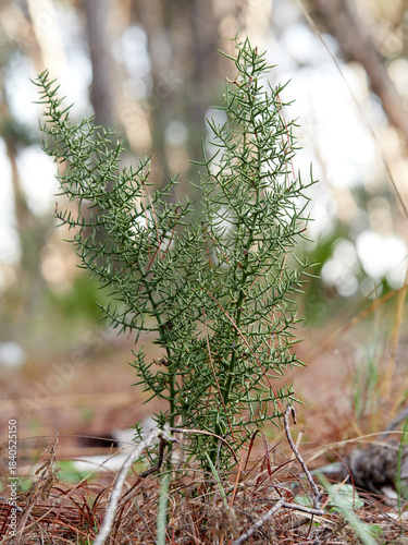 Asparagus horridus, or Thorny Asparagus, is a Mediterranean shrub