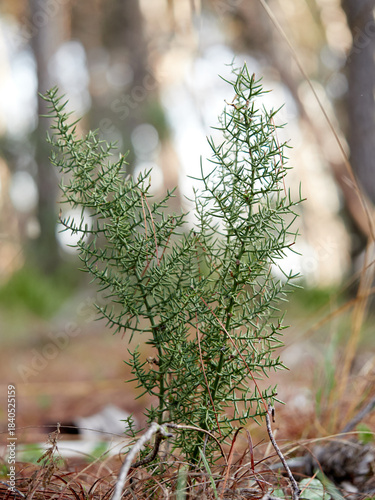 Asparagus horridus, or Thorny Asparagus, is a Mediterranean shrub