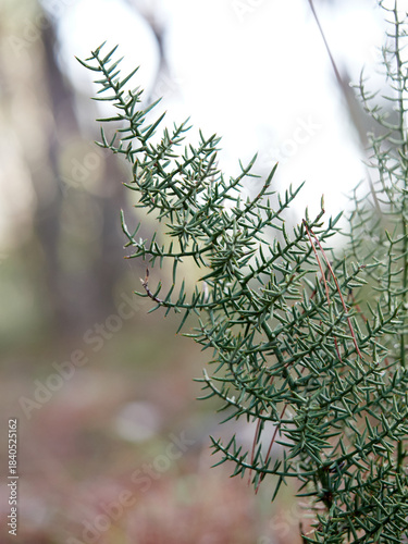 Asparagus horridus, or Thorny Asparagus, is a Mediterranean shrub