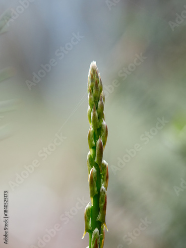 Asparagus horridus, or Thorny Asparagus, is a Mediterranean shrub