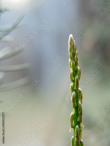 Asparagus horridus, or Thorny Asparagus, is a Mediterranean shrub