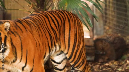 A Royal Bengal tiger walking on the forest.