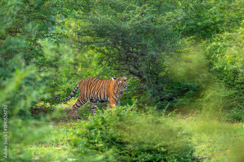 wild indian curious sub adult male bengal tiger or panthera tigris Ranthambore National Park forest Reserve Rajasthan India cub side profile walking in natural scenic green wildlife jungle safari