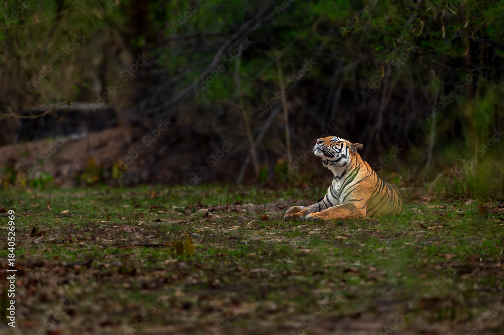 Fototapeta premium wild bengal tiger or panthera tigris at bandhavgarh National Park Forest Reserve madhya predesh India. side face of adult male eyes looking up in sky in isolated black background winter season safari