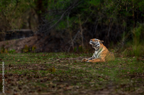 wild bengal tiger or panthera tigris at bandhavgarh National Park Forest Reserve madhya predesh India. side face of adult male eyes looking up in sky in isolated black background winter season safari