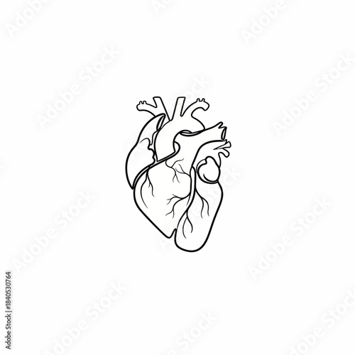 Human Heart Vector Anatomy Diagram