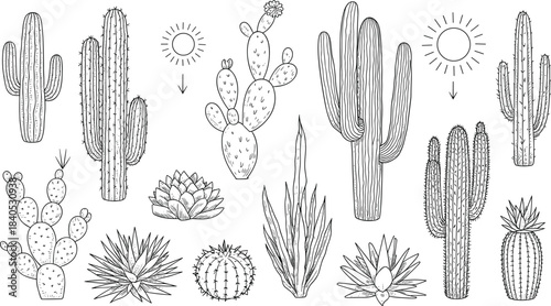 Black and white cactus line art illustration with desert plants, agave, succulents, and minimal botanical design for modern decoration