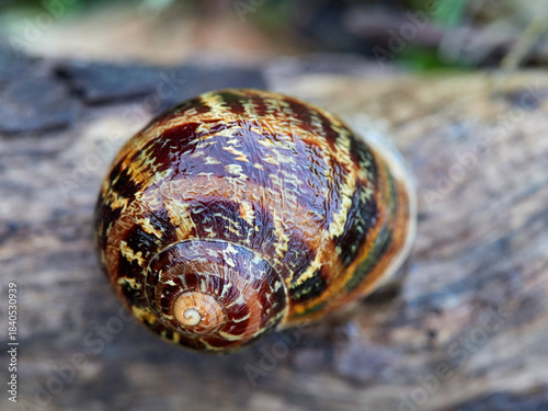Garden Snail. Cornu aspersum

