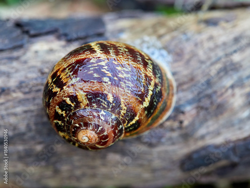 Garden Snail. Cornu aspersum
