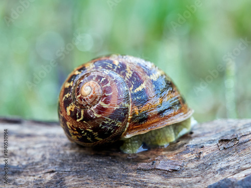Garden Snail. Cornu aspersum
