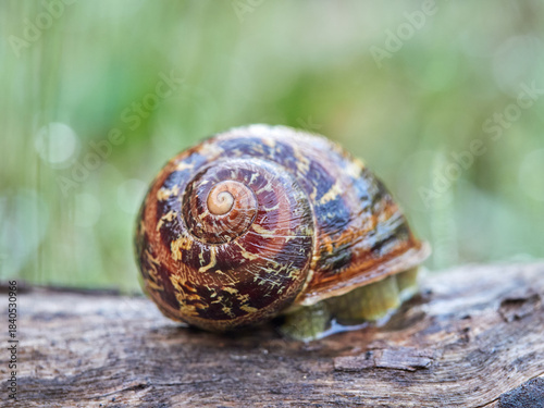 Garden Snail. Cornu aspersum
