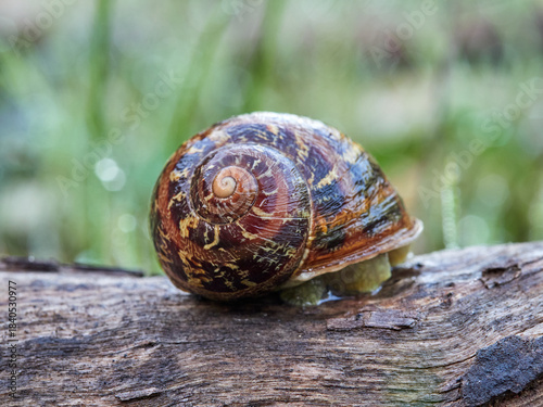 Garden Snail. Cornu aspersum
