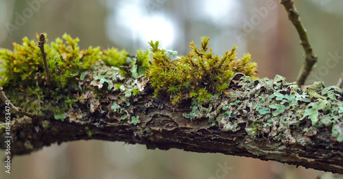 Canvas Print Bright Green Moss and Lichen Growing on a Forest Tree Branch / Forest Ecology
