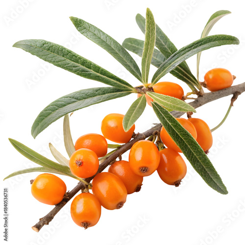 Vibrant Sea Buckthorn Berries on Branch on transparent background