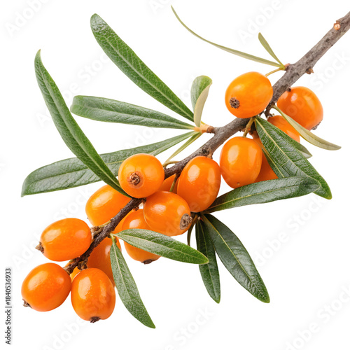 Orange Sea Buckthorn Berries Branch on transparent background