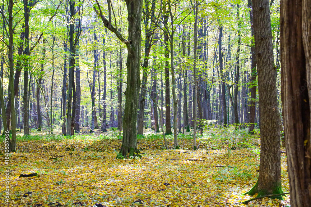 Obraz premium This bright forest landscape depicts early autumn, where a carpet of yellow fallen leaves lies underfoot, contrasting with the tall trunks and green canopy of the trees in the background.