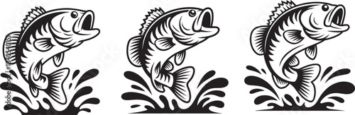 Three largemouth bass fish leaping powerfully out of water with splashing creating dynamic scene