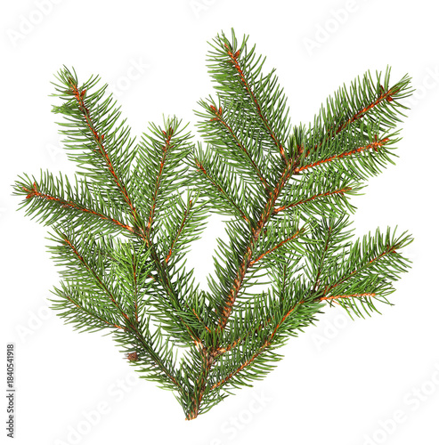 Spruce pine green branch isolated on a white background. Christmas tree