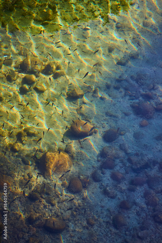 Fototapeta premium Clear Water Fish and Rocks in Sunlight on Lakebed