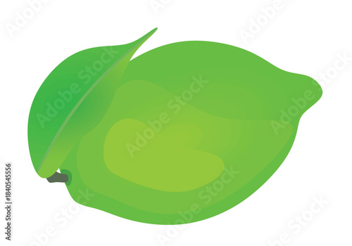 Green lime isolated. vector illustration