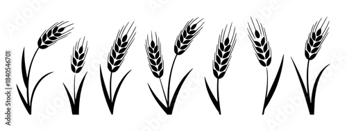 Six black and white wheat stalks with varying seed heads seeds