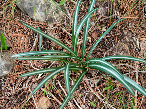 Plant, Lapiedra martinezii 
