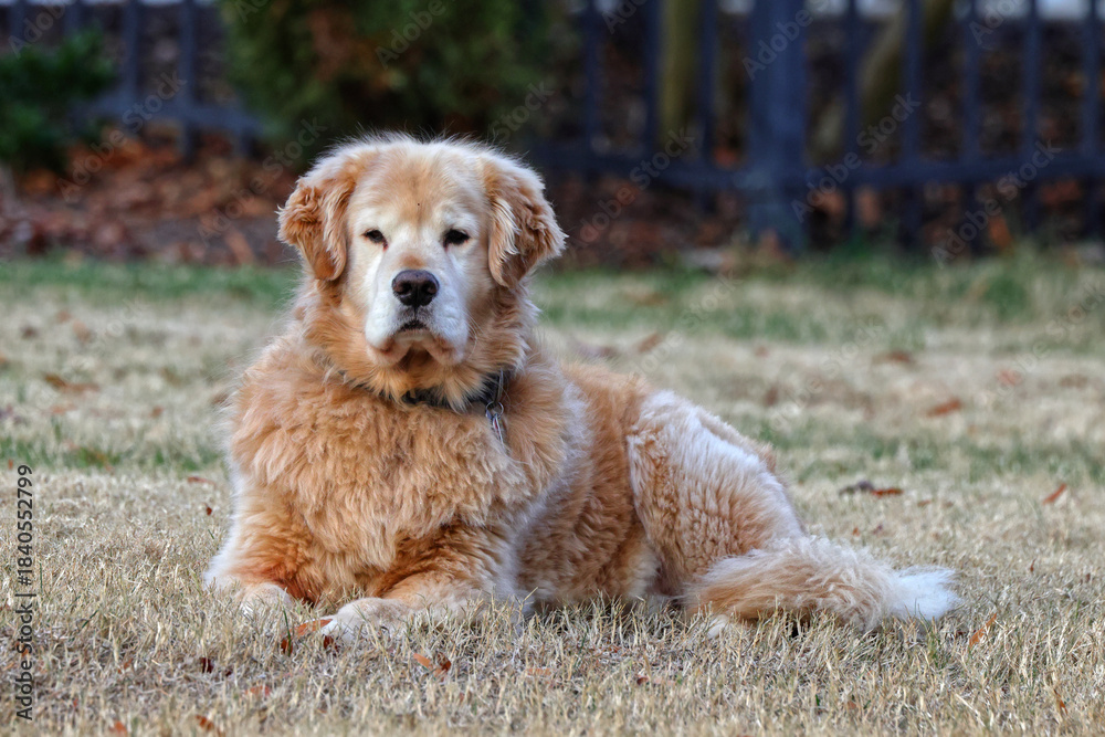 Obraz premium Friendly golden lab lying in field. 